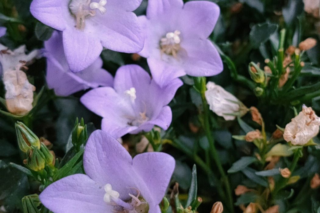 小花系(唇形科荊芥屬小花系) 小花系(唇形科荊芥屬小花系)