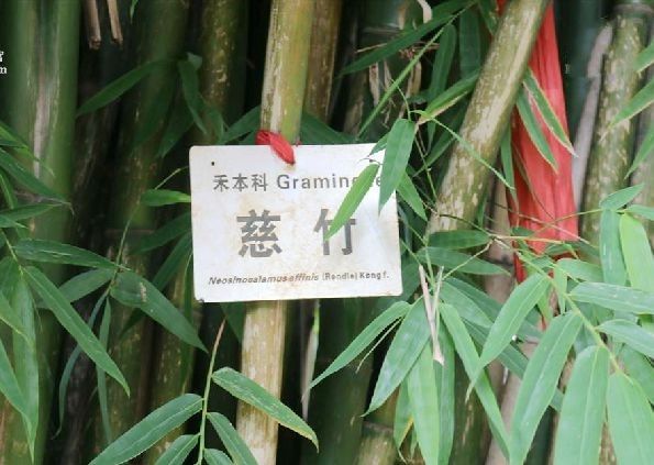 金絲慈竹 金絲慈竹