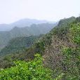 天留山 天留山