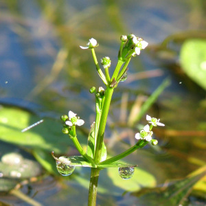 Albidella nymphaeifolia