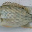 吉麗羅非魚