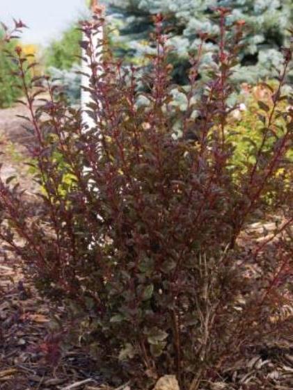 Physocarpus opulifolius \x27Donna May\x27 Physocarpus opulifolius \x27Donna May\x27