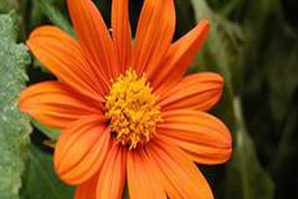 Tithonia rotundifolia