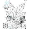 紅花栝樓(紅花栝樓) 紅花栝樓(紅花栝樓)