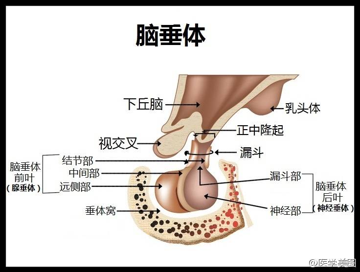 垂體腺