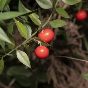 Ruscus aculeatus