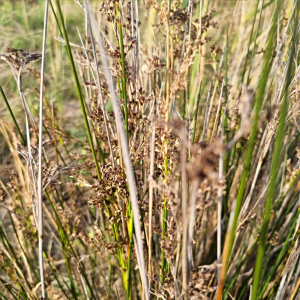Juncus kraussii