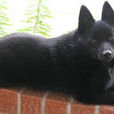 西帕基犬 西帕基犬