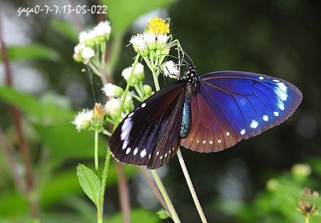 小紫斑蝶