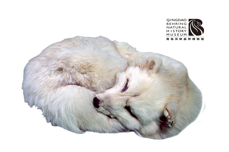 北極狐-青島貝林自然博物館