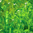 腺莖獨行菜 腺莖獨行菜