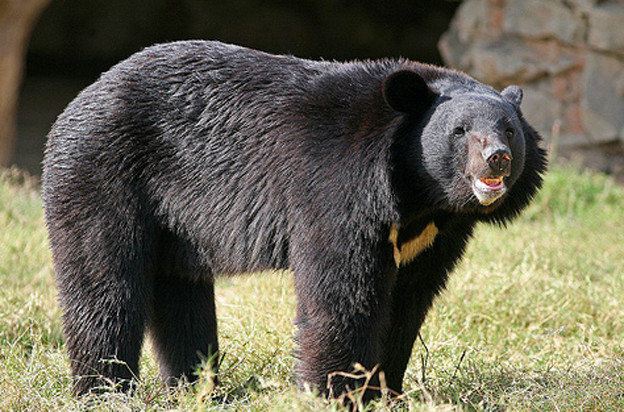 黑熊東北亞種