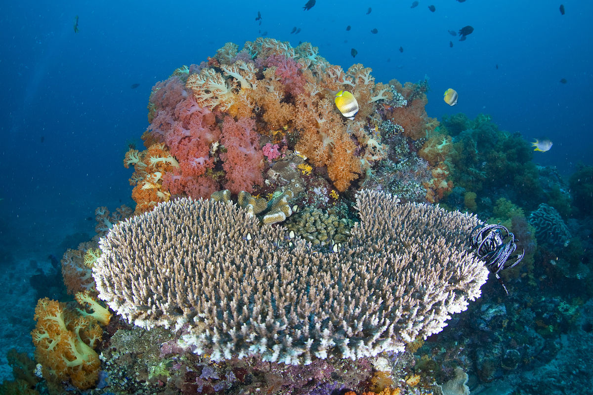 生物礁(生物丘)