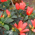 杜鵑紅山茶