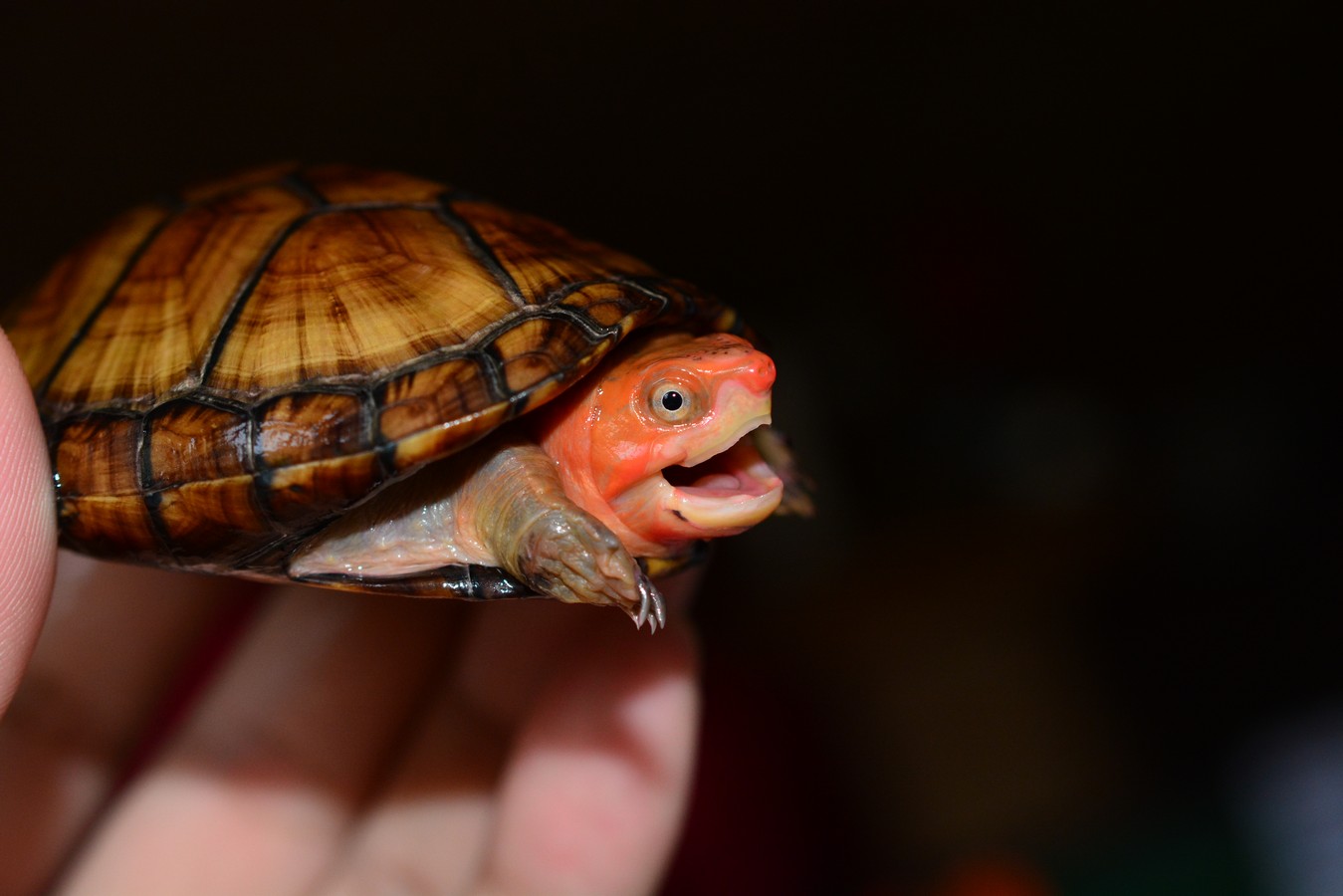 紅面泥龜(紅面蛋龜)