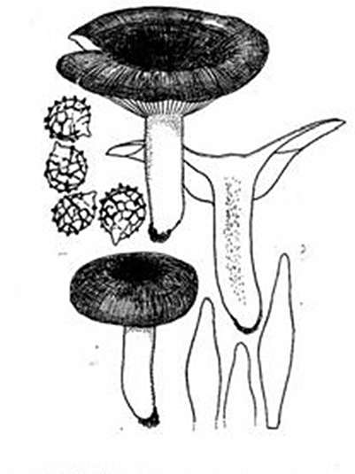 灰色菇 灰色菇