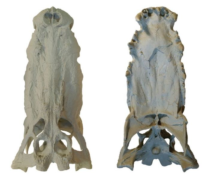 頭顱骨的上側(左)、下側(右)