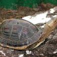 金頭龜