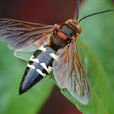 泥蜂 泥蜂