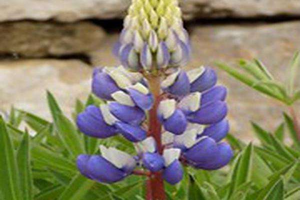 Lupinus \x27The Governor\x27