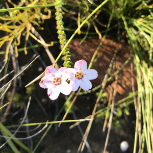 Adenandra brachyphylla