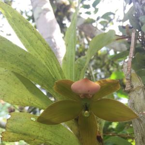 Cycnoches haagii