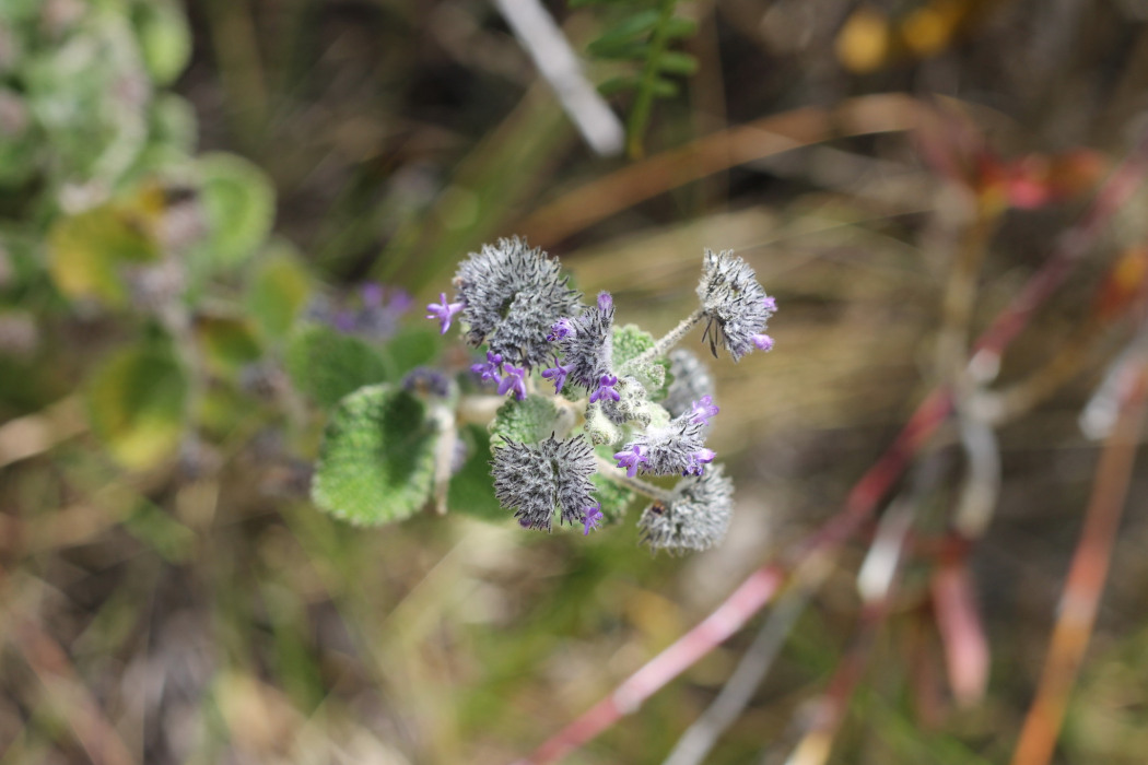 Mesosphaerum perbullatum