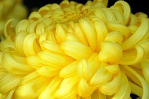 黃菊花