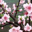 龍泉山生態園 龍泉山生態園