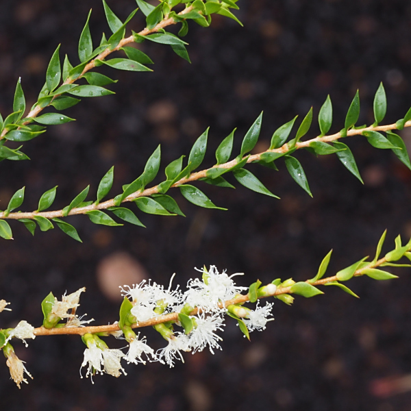 Melaleuca squamophloia