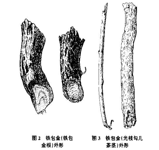 中藥材-鐵包金(圖5)