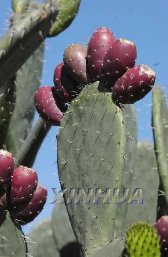 墨西哥國花——仙人掌