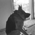 卡西莫多(德國牧羊犬) 卡西莫多(德國牧羊犬)