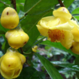 四季金花茶