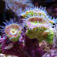 紅叉枝幹星珊瑚