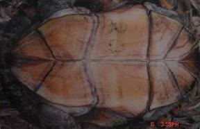 瓦哈卡泥龜
