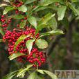 紅果釣樟 紅果釣樟