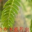 合歡木虱 合歡木虱