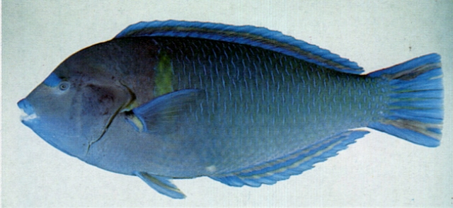 青斑阿南魚