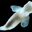 海洋天使(浮游翼足類軟體動物) 海洋天使(浮游翼足類軟體動物)