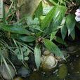 蒟蒻薯科 蒟蒻薯科