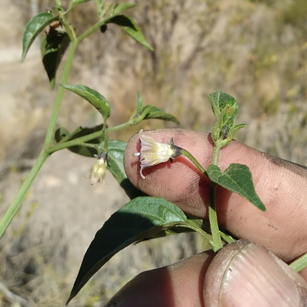 Capsicum cardenasii