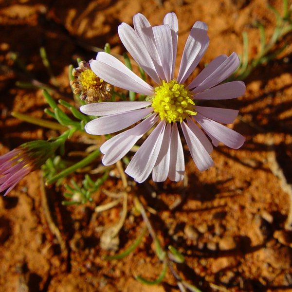 Minuria leptophylla