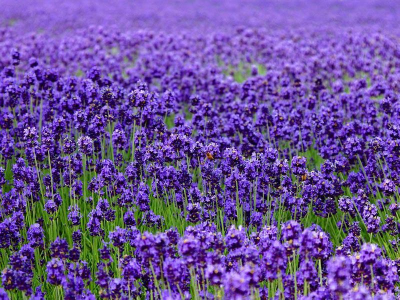 草本花卉-紫羅蘭