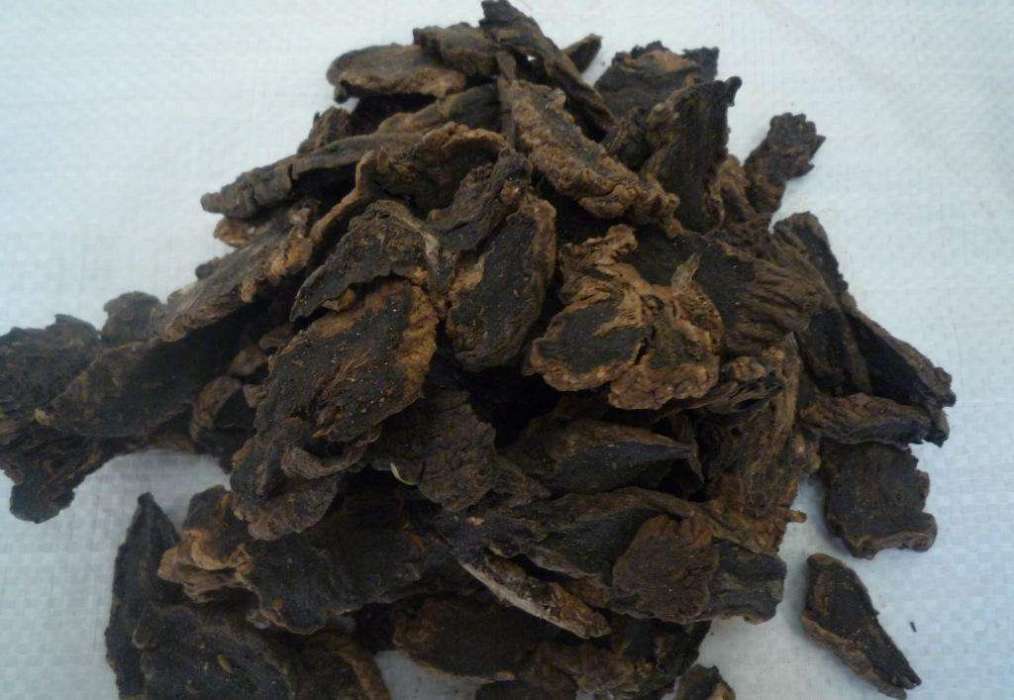 巴東玄參 巴東玄參