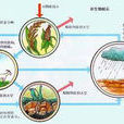 全球生態學 全球生態學