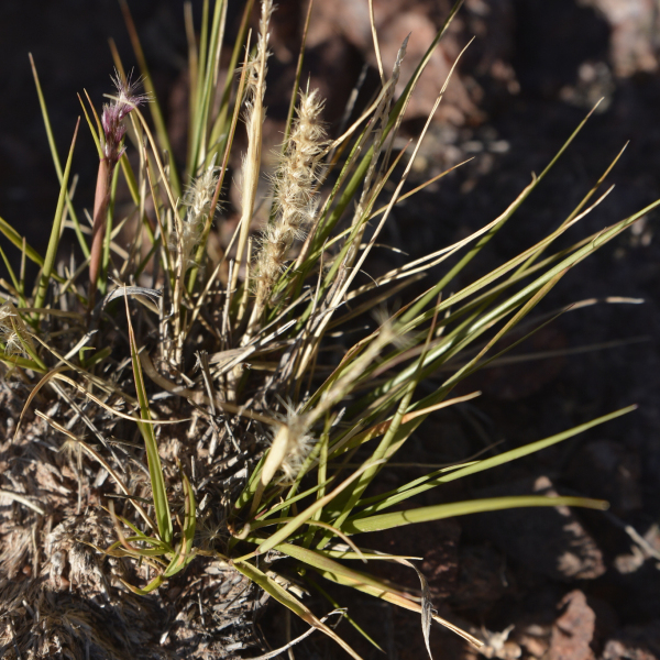 Pappophorum philippianum