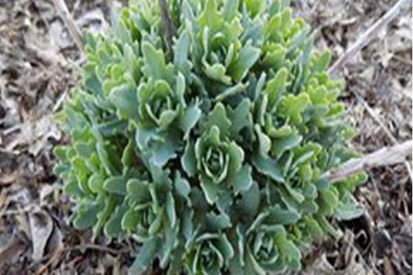 Sedum \x27Rock Star\x27