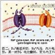 生物電現象 生物電現象