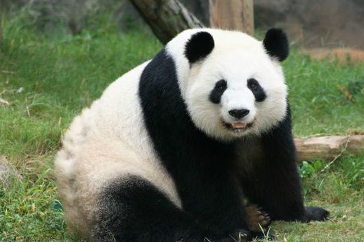 大熊貓倫倫